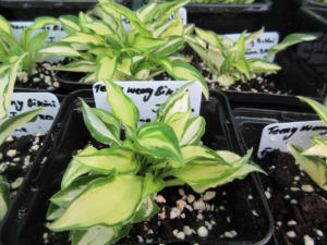 Hosta Teeny Weeny Bikini