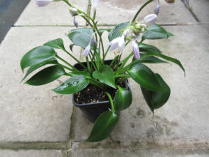 Hosta Devon Green