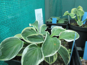 Hosta Funny Mouse