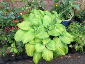 Hosta Guacamole