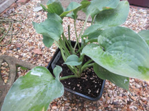 Hosta Pearl Lake