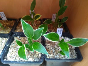 Hosta Dixie Chick
