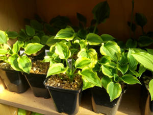 Hosta Ops