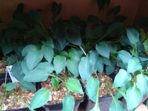 Hosta Tot Tot