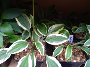 Hosta Little Wonder