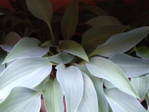 Hosta Slim and Trim