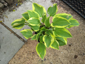 Hosta Pilgrim