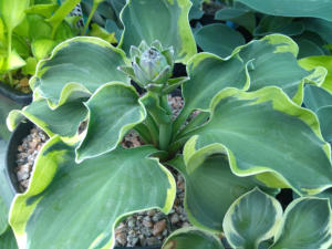Hosta Smiling Mouse