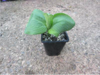 Hosta sieboldiana var. elegans in 1 litre pot. Large Blue/Grey Hosta