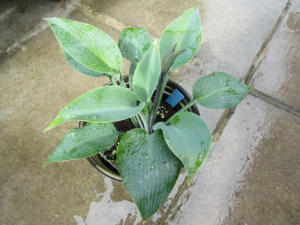 Hosta Halcyon