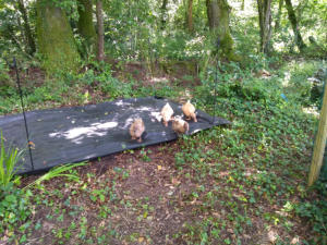 Ducks at work