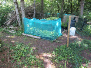 Hosta Enclosures